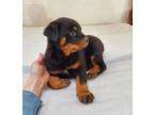 Rottweiler Puppy for sale in Montgomery, IN, USA
