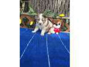 Australian Shepherd Puppy for sale in Greenville, FL, USA