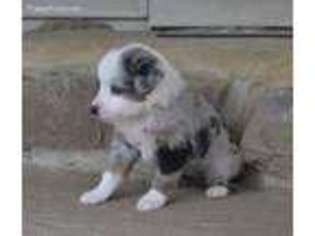 Miniature Australian Shepherd Puppy for sale in Whitesboro, OK, USA