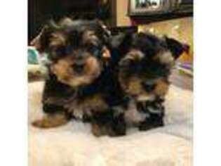Yorkshire Terrier Puppy for sale in Seymour, WI, USA