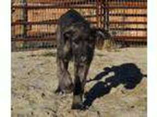 Irish Wolfhound Puppy for sale in Darby, MT, USA