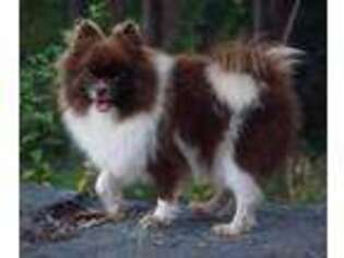 Pomeranian Puppy for sale in Chase City, VA, USA