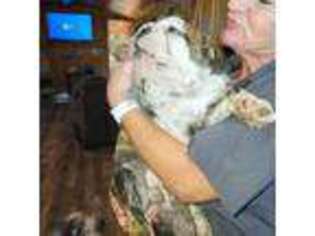 Bulldog Puppy for sale in Worth, MO, USA