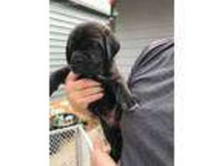 Cane Corso Puppy for sale in Jupiter, FL, USA