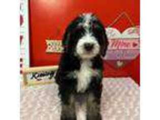 Mutt Puppy for sale in Centerburg, OH, USA