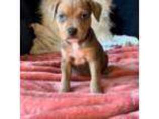 Mutt Puppy for sale in Etters, PA, USA