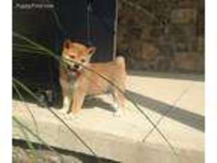 Shiba Inu Puppy for sale in Ephrata, PA, USA