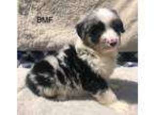 Australian Shepherd Puppy for sale in Morganton, GA, USA