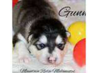Alaskan Malamute Puppy for sale in Lynch Station, VA, USA