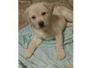 Labrador Retriever Puppy for sale in Framingham, MA, USA