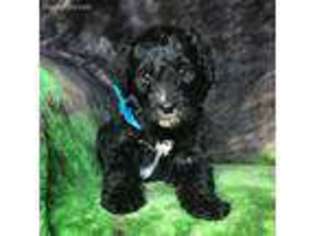 Mutt Puppy for sale in West Paducah, KY, USA