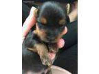 Yorkshire Terrier Puppy for sale in Des Moines, IA, USA