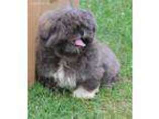 Mutt Puppy for sale in Roseville, OH, USA