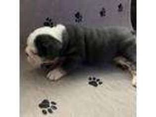 Bulldog Puppy for sale in Poteet, TX, USA