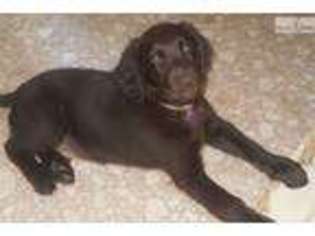 Flat Coated Retriever Puppy for sale in Dayton, OH, USA