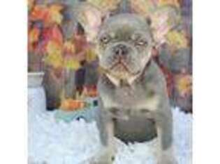 French Bulldog Puppy for sale in Flora, IN, USA