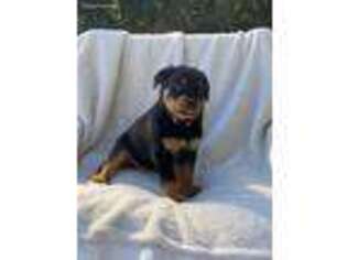 Rottweiler Puppy for sale in Gap, PA, USA
