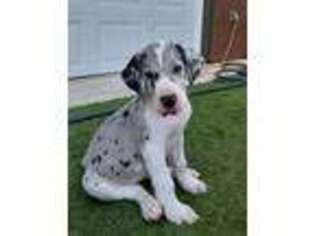 Great Dane Puppy for sale in Anaheim, CA, USA
