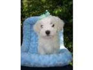 Maltese Puppy for sale in Sparta, TN, USA
