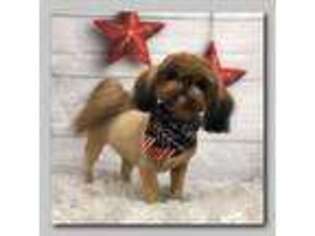 Mutt Puppy for sale in Meridian, ID, USA