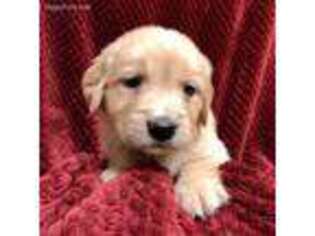 Golden Retriever Puppy for sale in Bristol, SD, USA