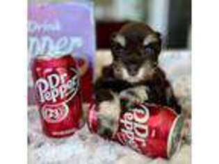 Mutt Puppy for sale in Bountiful, UT, USA