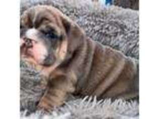 Bulldog Puppy for sale in Newark, OH, USA