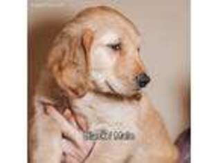 Golden Retriever Puppy for sale in Arlington, WA, USA