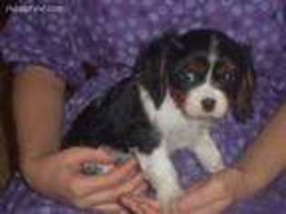 Cavalier King Charles Spaniel Puppy for sale in Rutherfordton, NC, USA