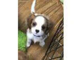 Cavalier King Charles Spaniel Puppy for sale in Jerome, MI, USA