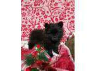 Pomeranian Puppy for sale in Cannelburg, IN, USA