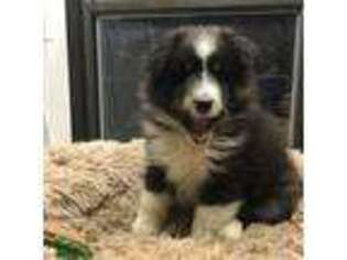 Shetland Sheepdog Puppy for sale in Biglerville, PA, USA