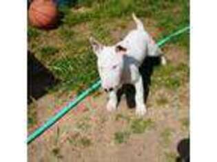 Bull Terrier Puppy for sale in San Bernardino, CA, USA
