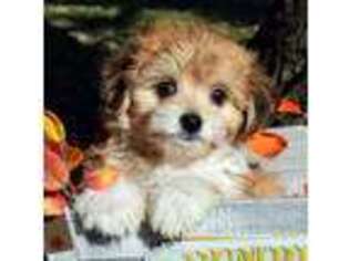 Mutt Puppy for sale in Park City, KY, USA