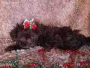 Shih-Poo Puppy for sale in Duncan, SC, USA