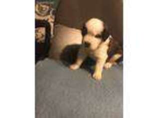 Saint Bernard Puppy for sale in Royston, GA, USA