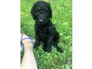 Mutt Puppy for sale in Tompkinsville, KY, USA
