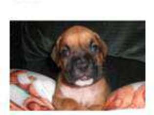 Boxer Puppy for sale in Conway, SC, USA