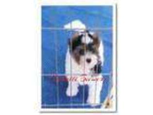 Biewer Terrier Puppy for sale in Van Wert, OH, USA