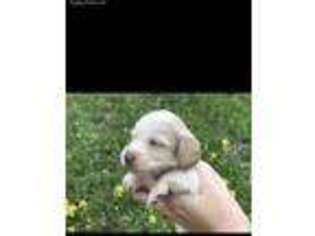 Dachshund Puppy for sale in Sophia, NC, USA