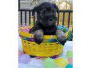 Mutt Puppy for sale in Orient, OH, USA