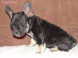 French Bulldog Puppy for sale in Porum, OK, USA