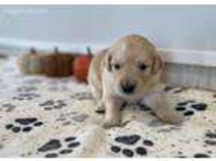 Golden Retriever Puppy for sale in Donnellson, IA, USA