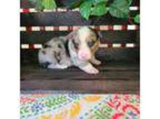 Cardigan Welsh Corgi Puppy for sale in Clever, MO, USA