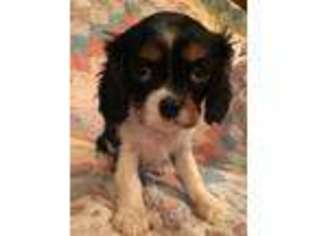 Cavalier King Charles Spaniel Puppy for sale in Asheville, NC, USA