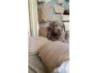 Labrador Retriever Puppy for sale in Caldwell, TX, USA