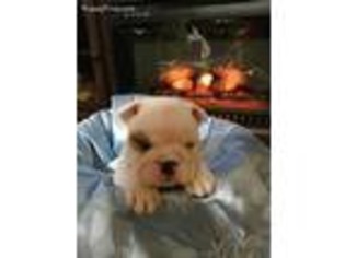 Bulldog Puppy for sale in Smithville, TN, USA