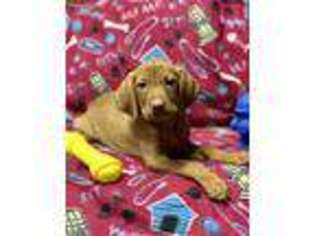 Vizsla Puppy for sale in Potlatch, ID, USA