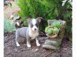 Chihuahua Puppy for sale in New Holland, PA, USA
