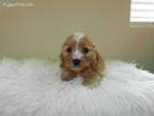 Cavapoo Puppy for sale in Moultrie, GA, USA